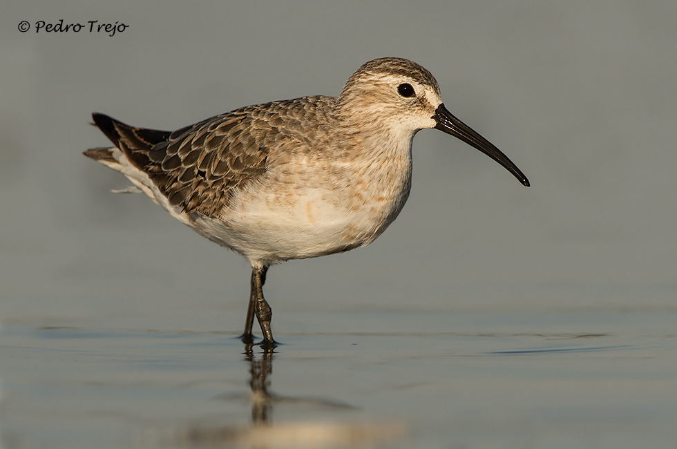 Correlimos zarapitin (Calidris ferruginea)